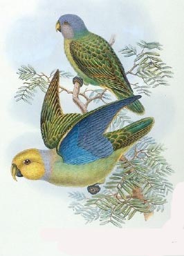 Geoffroyus heteroclitus 